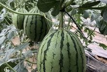 最近网红吃瓜,揭秘娱乐圈最新热点事件